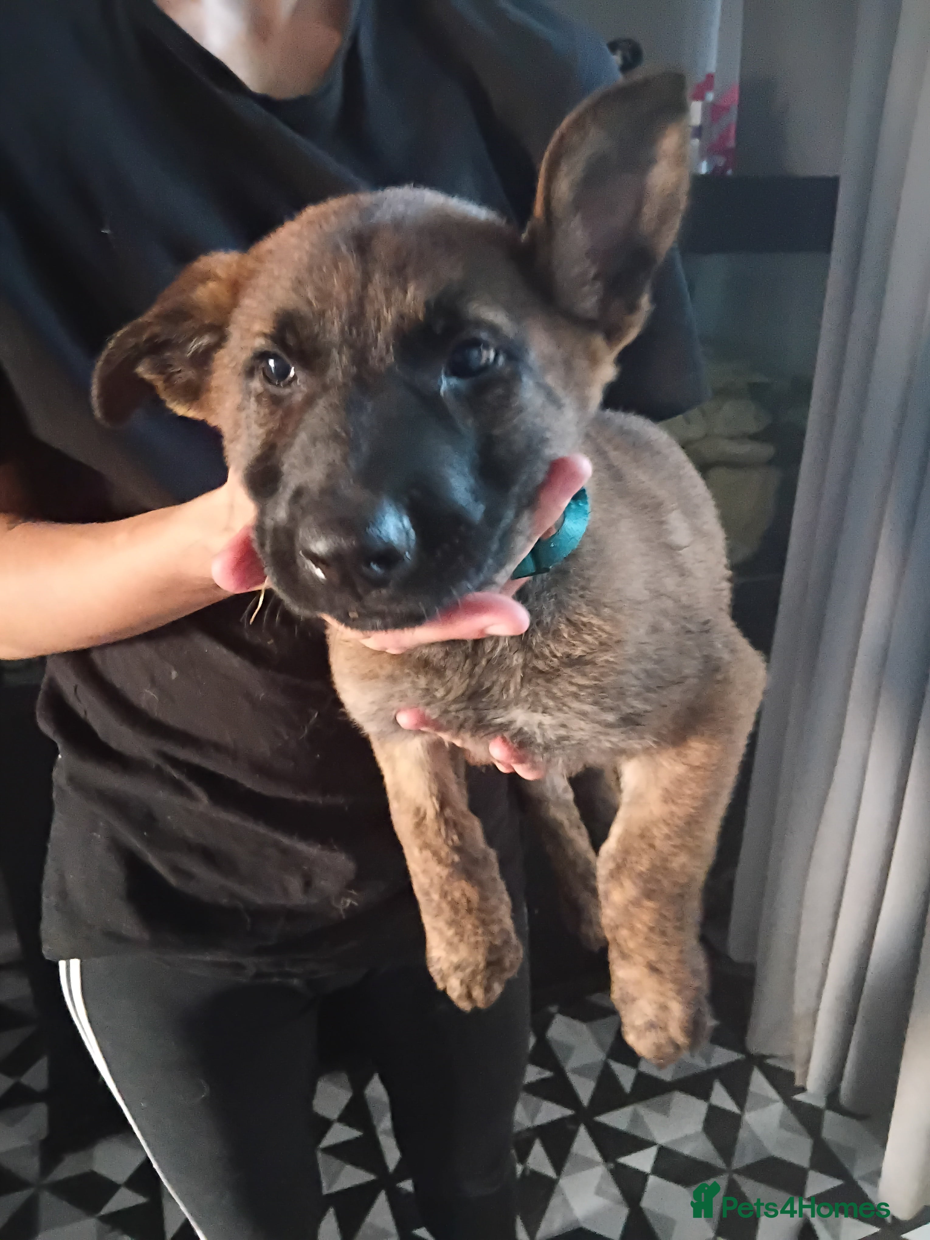 Mixed Breed dogs German shepherd x dutch shepherd  - Advert 2
