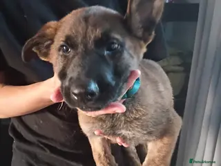 Mixed Breed dogs German shepherd x dutch shepherd - Advert 2