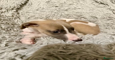 Whippet dogs - Advert 5