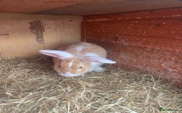 Dutch rabbits for sale: Rabbits  - Image 3