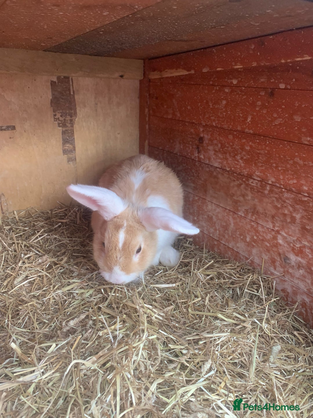 Dutch rabbits for sale: Rabbits  - Image 3