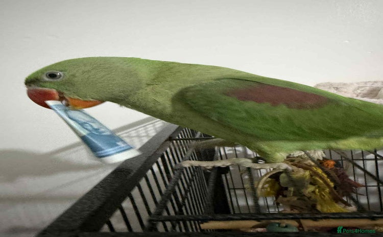 Parrots birds - Advert 1