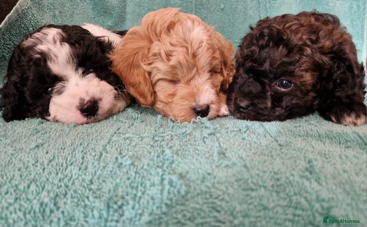 Cavapoo dogs - Advert 4