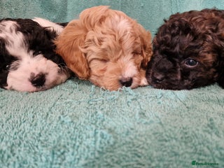 Cavapoo dogs - Advert 5