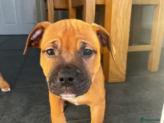 Staffordshire Bull Terrier dogs LAST MALE - RED STAFFY PUP - Advert 12