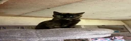 Mixed Breed cats for sale: Beautiful kittens 8 weeks old  - Advert 1