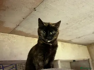 Mixed Breed cats Beautiful kittens 8 weeks old - Advert 4