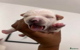 Mixed Breed dogs for sale: 🐾 Loving Homes Wanted for Two Puppies & Dad 🐾 - Image 14