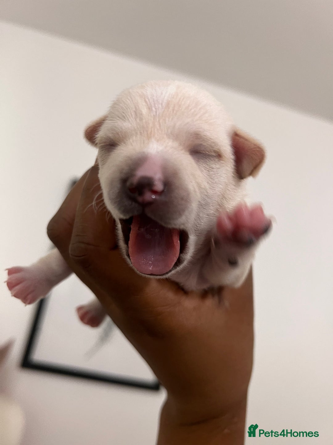 Mixed Breed dogs for sale: 🐾 Loving Homes Wanted for Two Puppies & Dad 🐾 - Image 14
