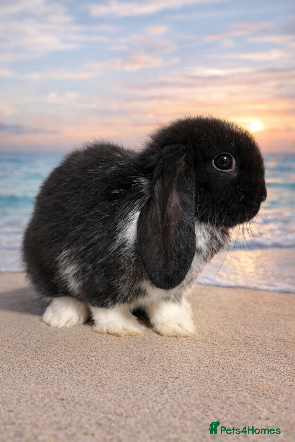 Mini Lop rabbits Mini Lop Bunnies For Sale - Advert 2