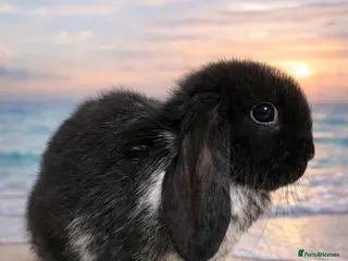 Mini Lop rabbits Mini Lop Bunnies For Sale - Advert 2