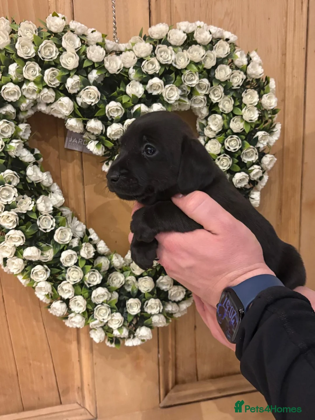 Mixed Breed dogs for sale: Beautiful Jackdachs  - Advert 1