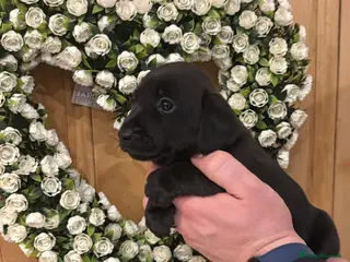 Mixed Breed dogs Beautiful Jackdachs - Advert 1