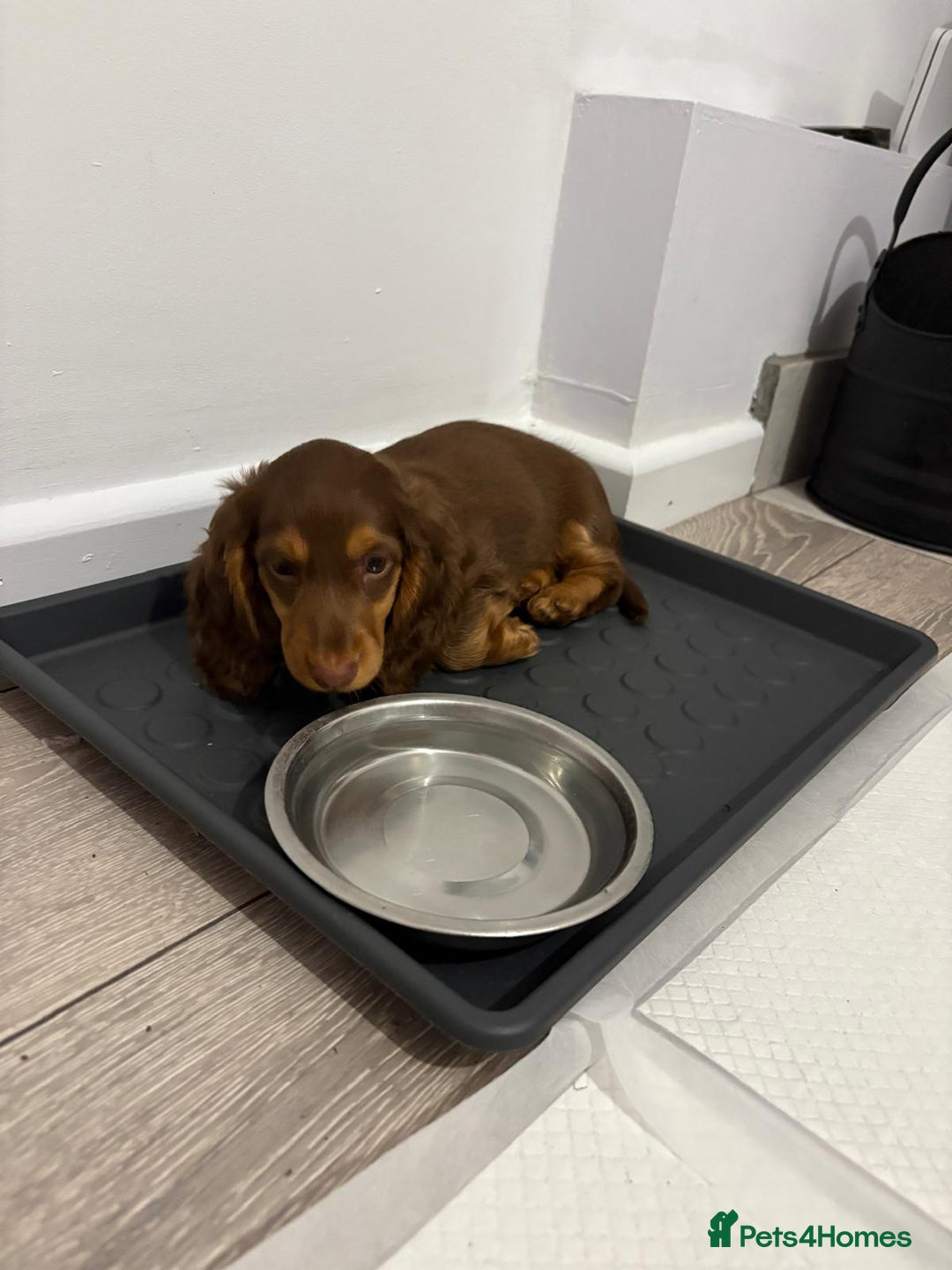Miniature Dachshund dogs for sale: PRICE REDUCED Cute long hair chocolate dachshunds  - Advert 36