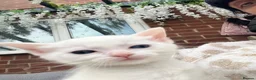 Khao Manee cats for sale: 1 white girl left! Ready now!!! Reduced! - Advert 2