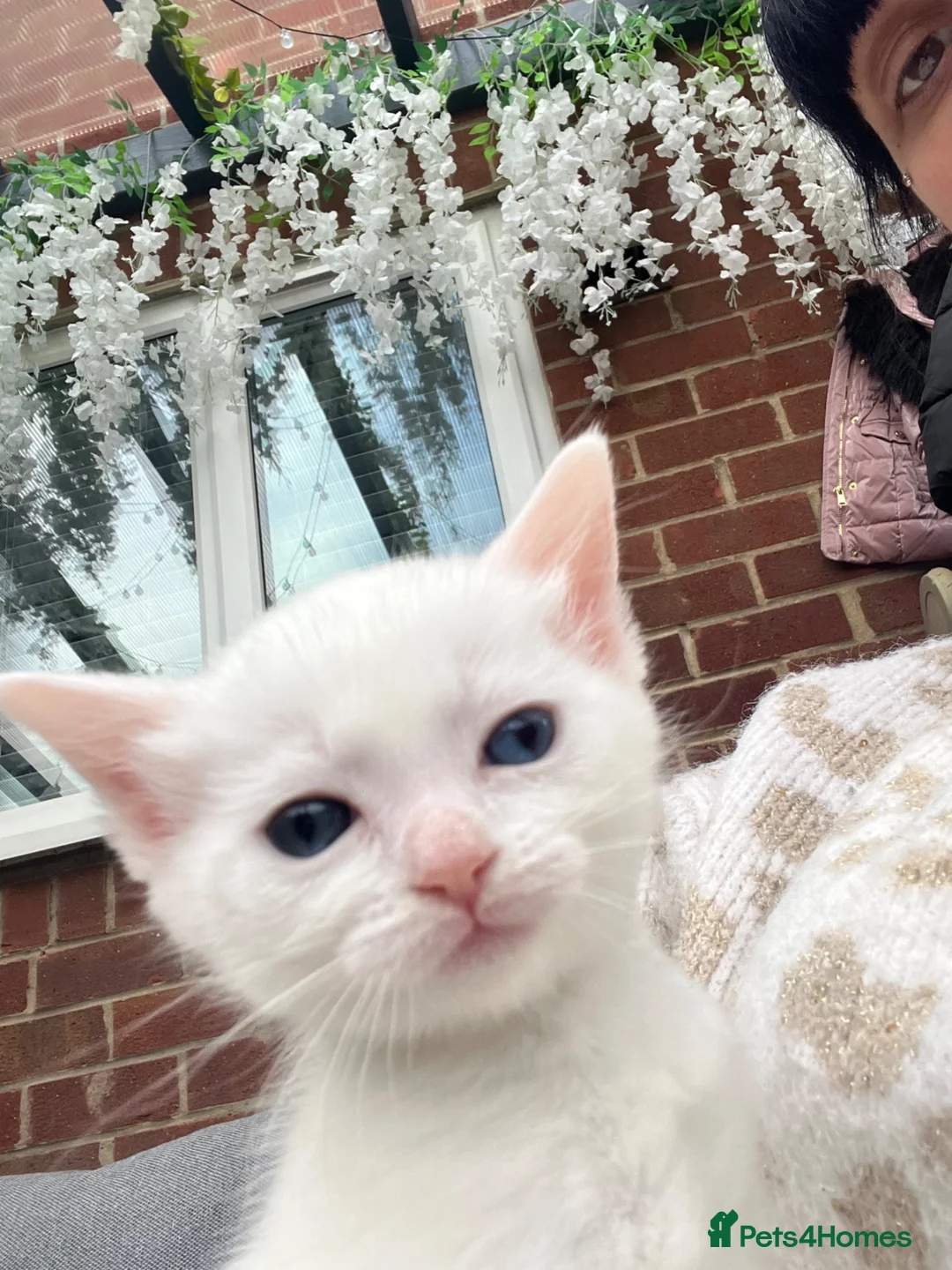Khao Manee cats for sale: 1 white girl left! Ready now!!! Reduced! - Advert 2