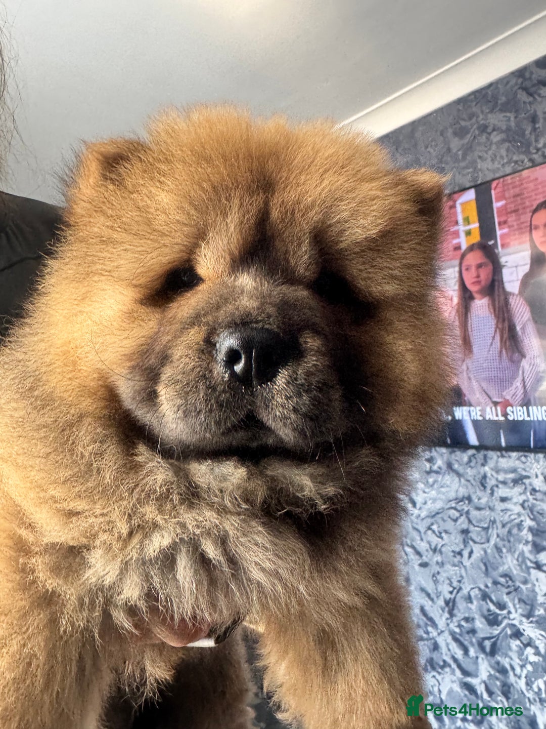 Chow Chow dogs for sale: 4 month old chow chow male  - Image 12