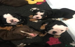 Olde English Bulldogge dogs for sale: Olde english bulldogge puppies  - Advert 13