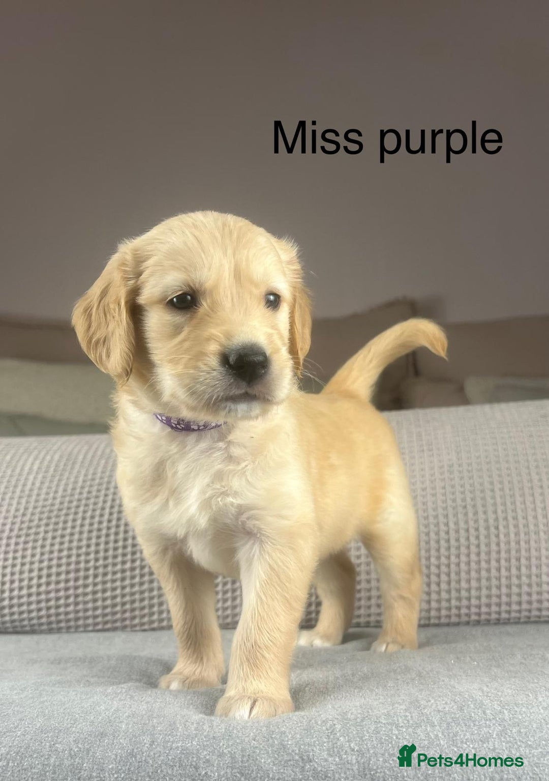 Golden Retriever dogs for sale: KC GOLDENS FROM HIP ELBOW DNA GOOD LINEAGE - Advert 16