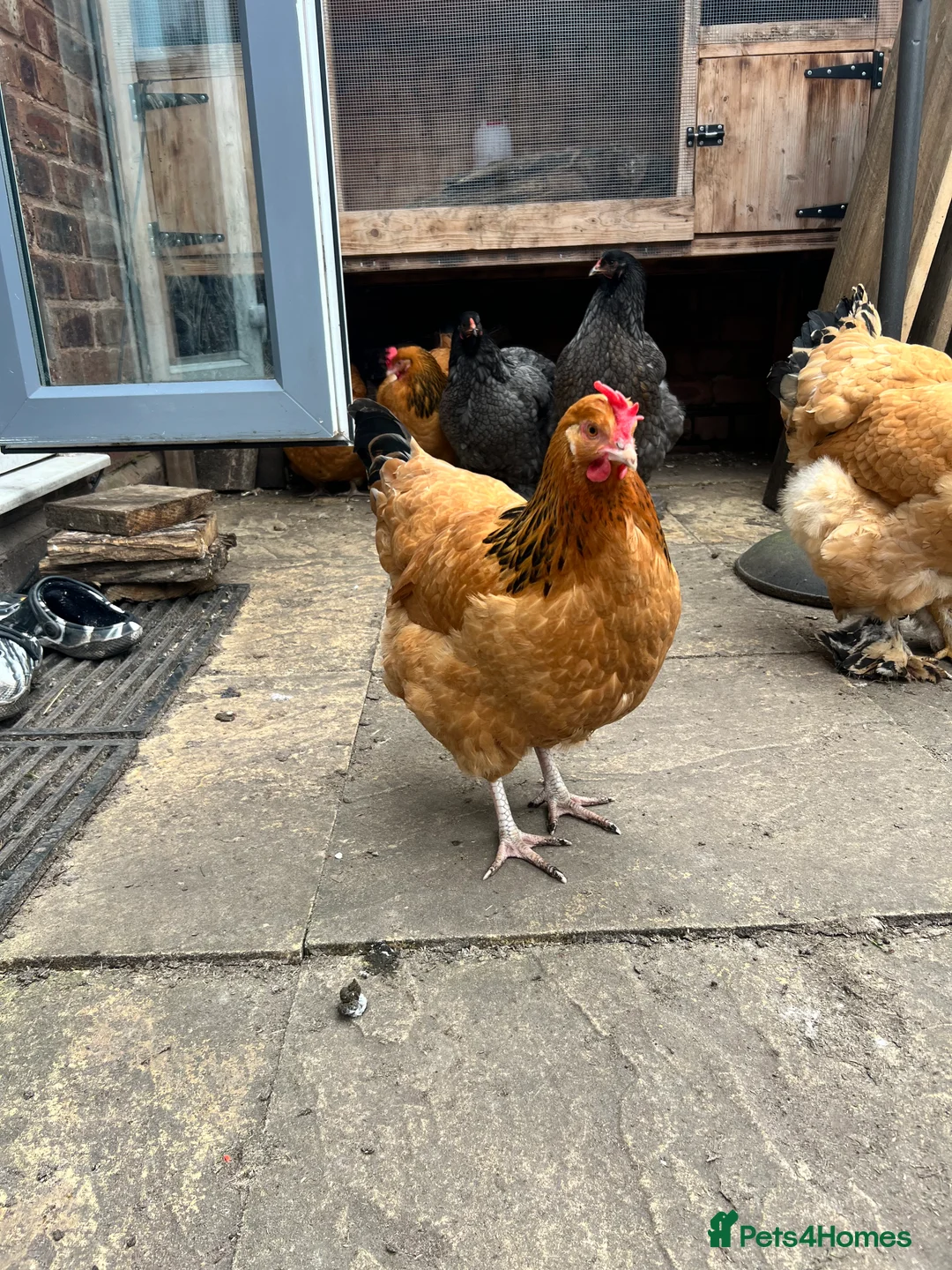 Chickens poultry for sale: Trio of Buff Sussex hens - Advert 2