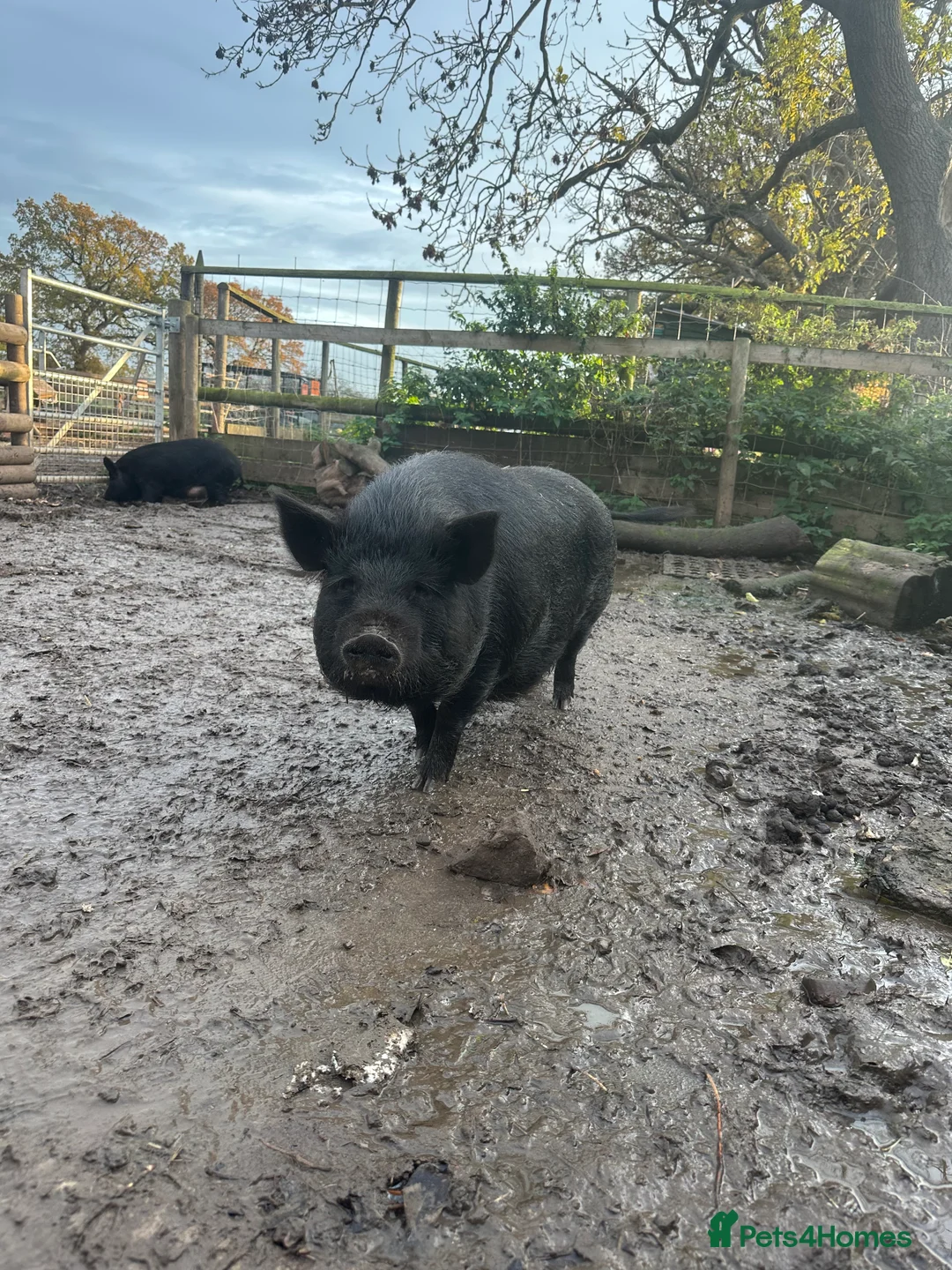 Pig livestock for sale: Micro pigs  - Advert 5