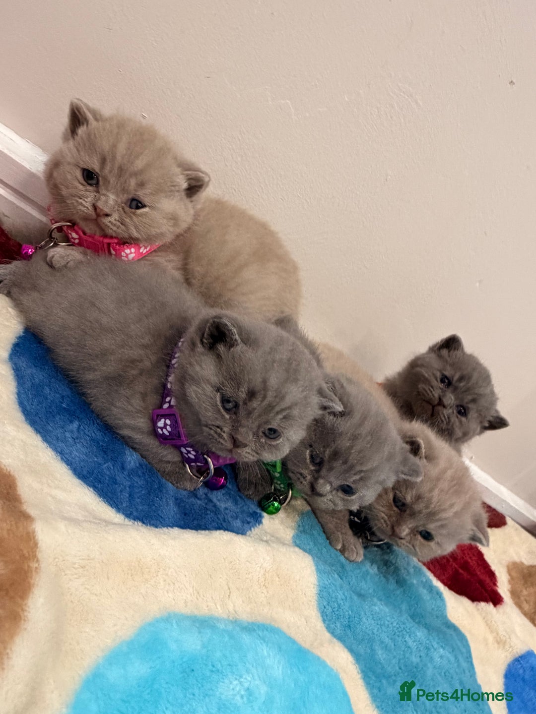 British Shorthair cats for sale: Beautiful big British Shorthair Kittens - Advert 6