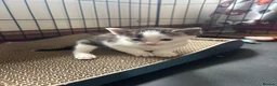 Mixed Breed cats for sale: Tabby and calico mixed breed in Cockermouth - Advert 10