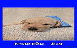 Goldador dogs for sale: Goldador puppies - Image 18