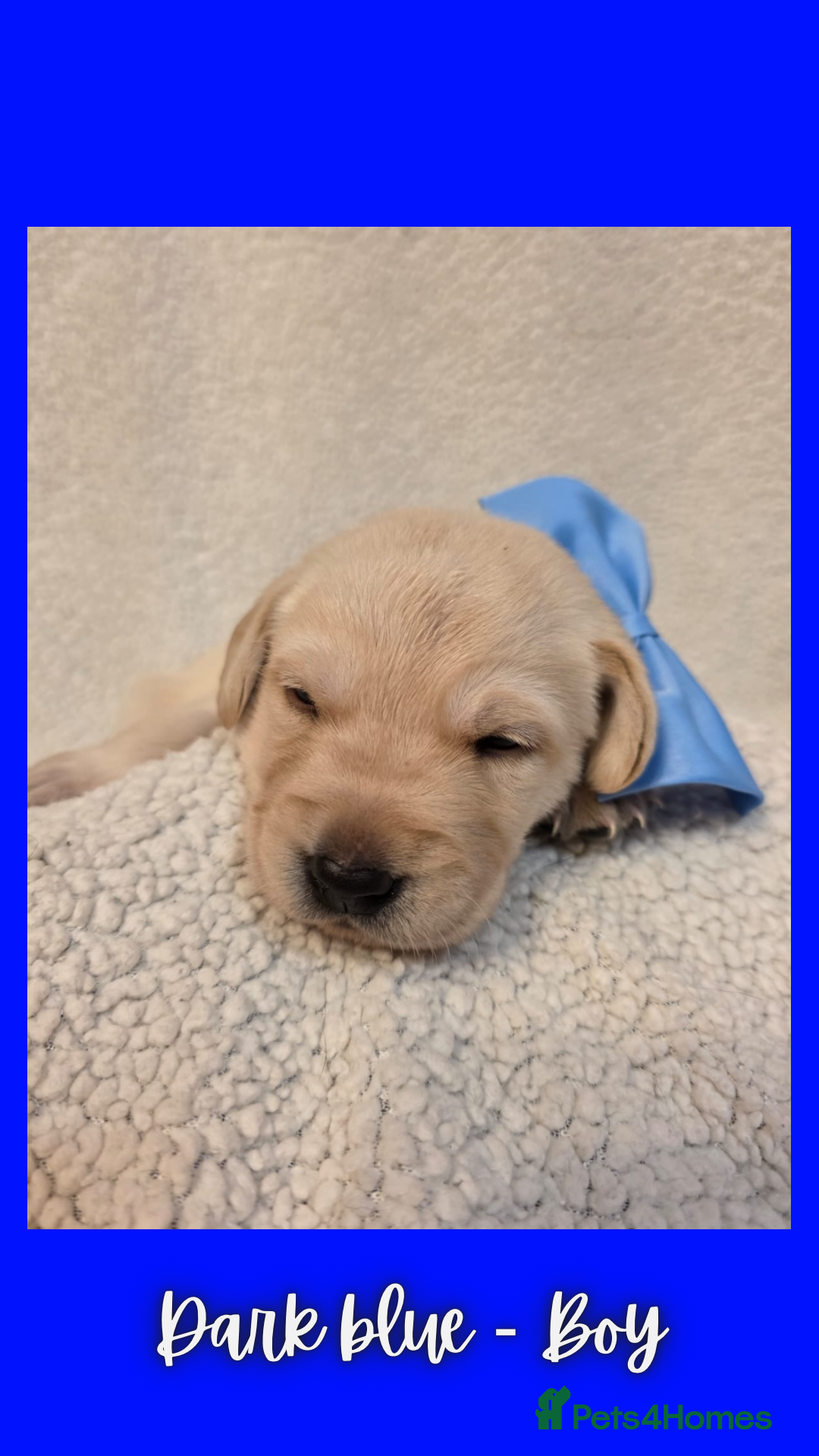 Goldador dogs for sale: Goldador puppies - Image 18
