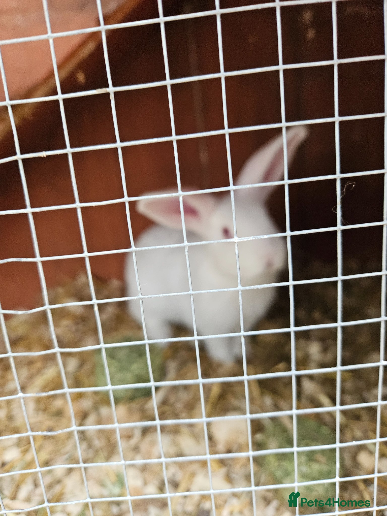 Mini Lop rabbits Mini lops  - Advert 14