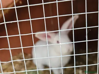 Mini Lop rabbits Mini lops - Advert 14