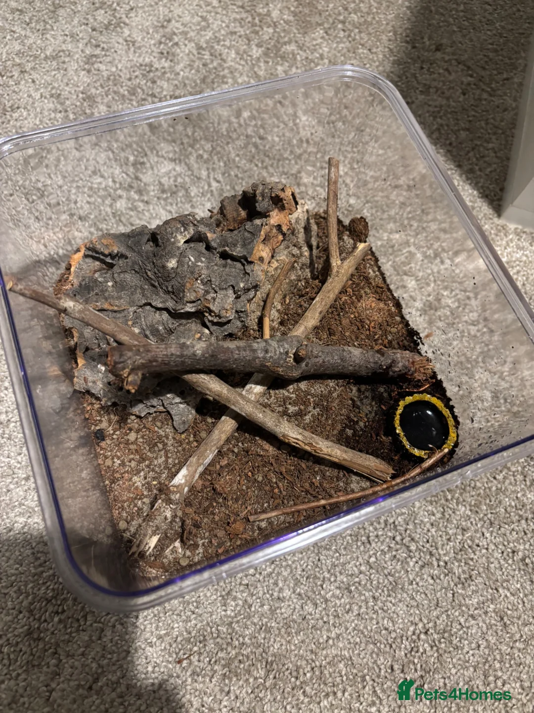 Tarantulas invertebrates for sale: Unsexed Juvenile Desert Blonde  - Advert 2