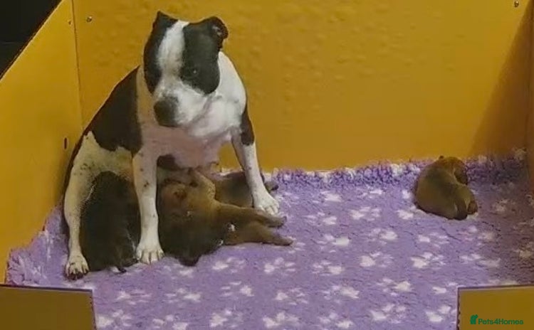 Staffordshire Bull Terrier dogs - Advert 2