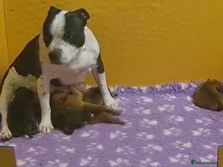 Staffordshire Bull Terrier dogs - Advert 1