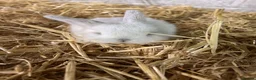 Mini Lop rabbits for sale: Mini lop - Advert 6