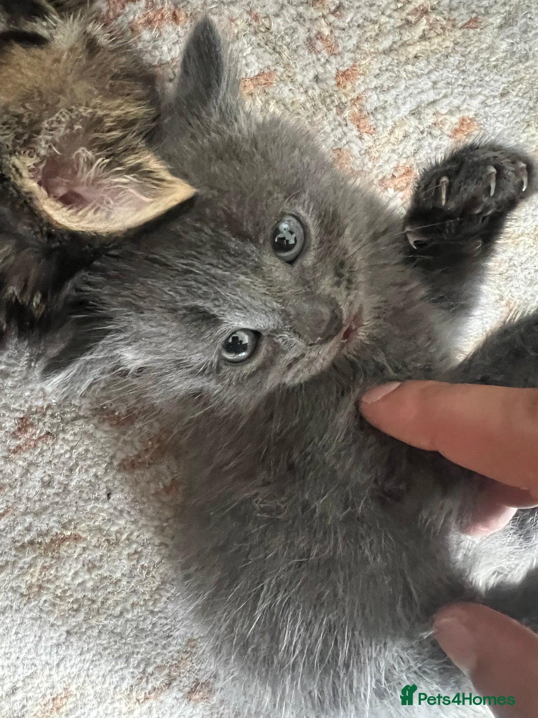 British Shorthair cats for sale: one little boy 🐱 - Image 1