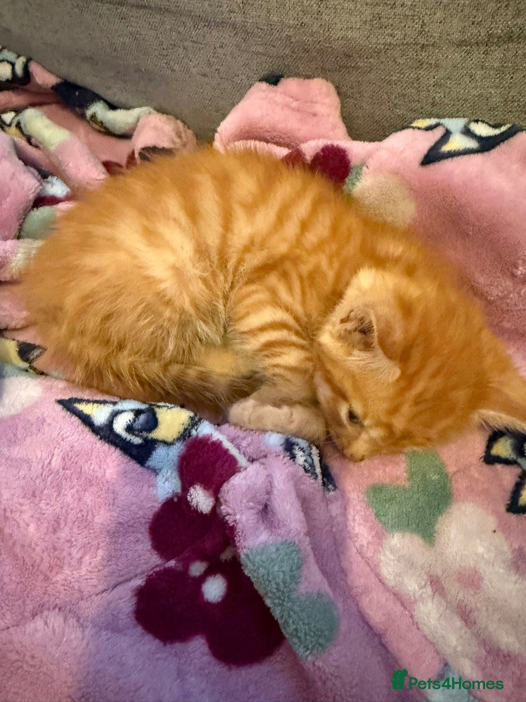 Bengal cats for sale: Full Bengal Kitten and ginger kitten for sale - Image 7