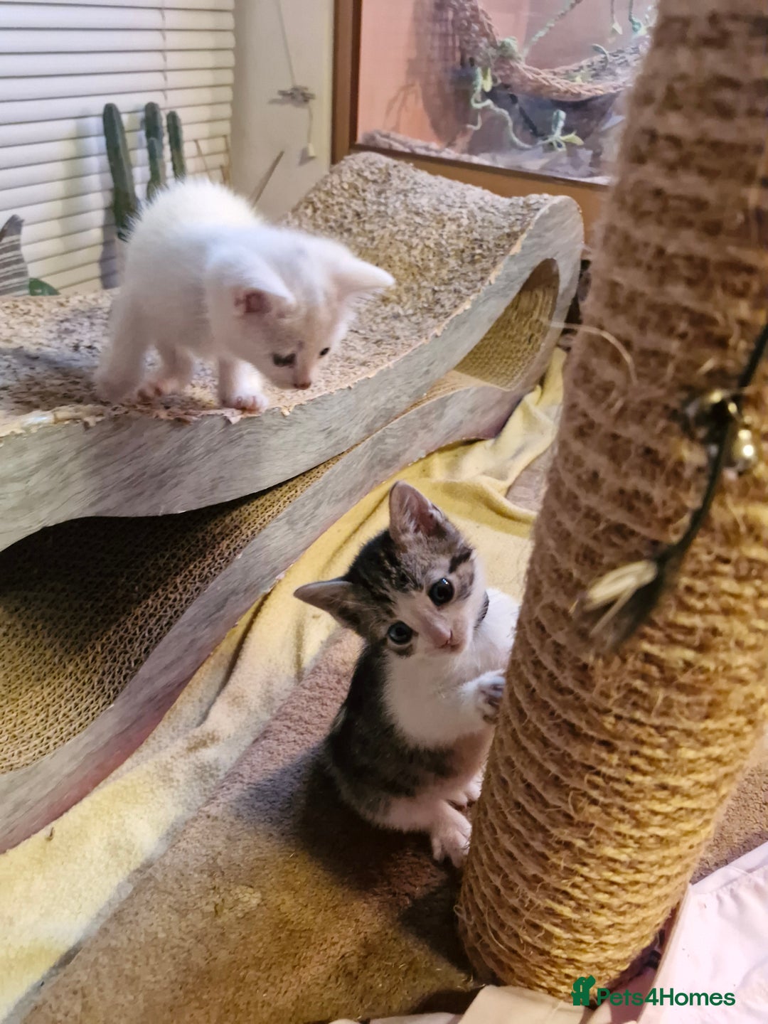 Mixed Breed cats for sale: Beautiful Siamese cross kittens - Advert 24