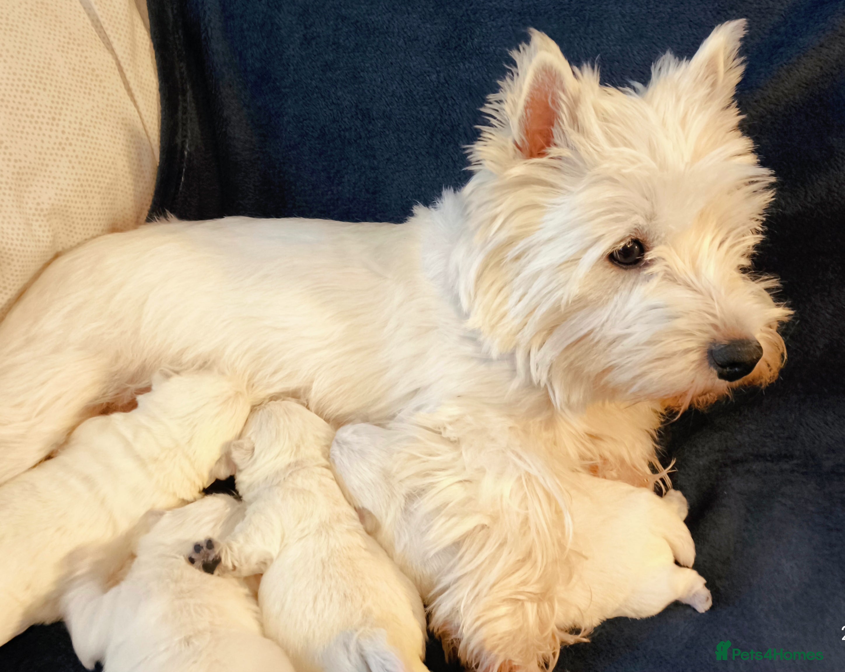 West Highland Terrier dogs West Highland White Terrier Puppies ♥️💙💚💜 - Advert 14