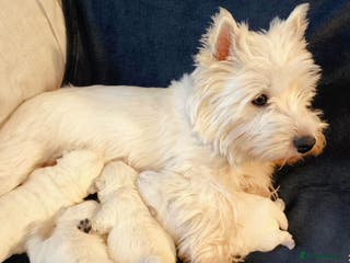 West Highland Terrier dogs West Highland White Terrier Puppies ♥️💙💚💜 - Advert 11