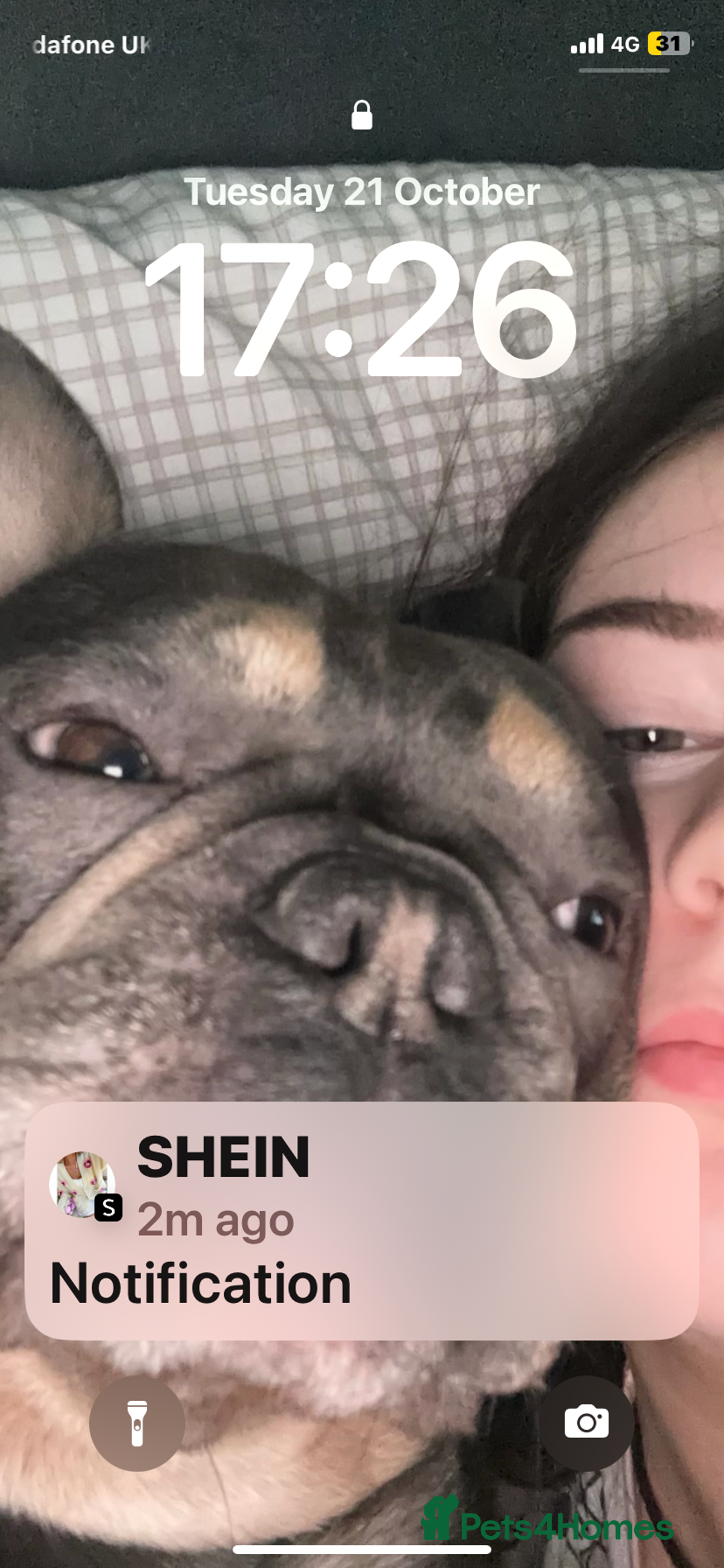 French Bulldog dogs for sale: French bull dog 3 years old  - Advert 3