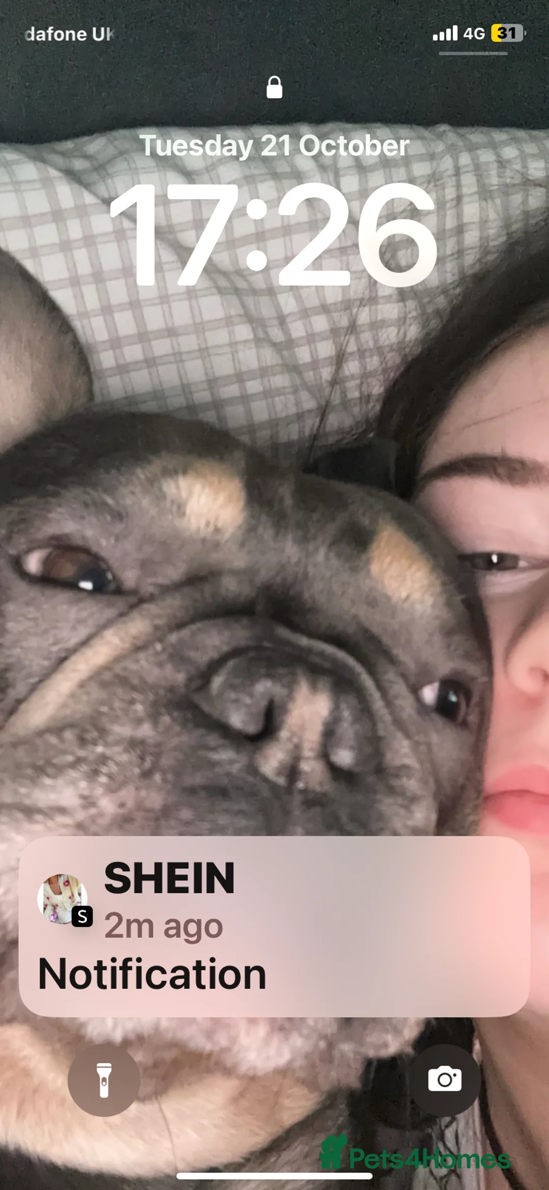 French Bulldog dogs for sale: French bull dog 3 years old  - Advert 3