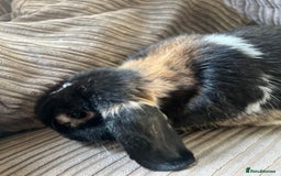 Mini Lop rabbits for sale: Mini Lop boy Socks - Image 2