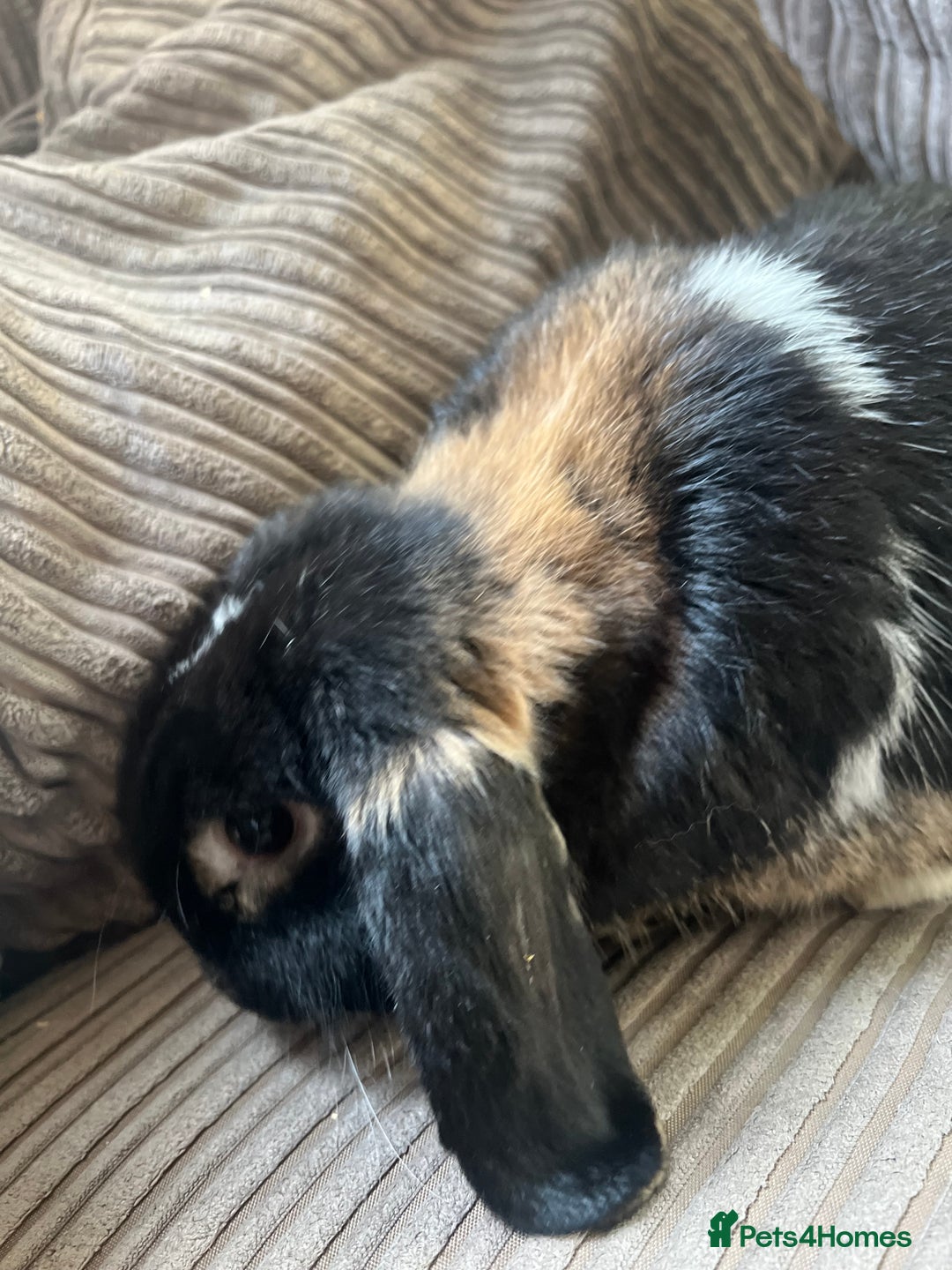 Mini Lop rabbits for sale: Mini Lop boy Socks - Image 2