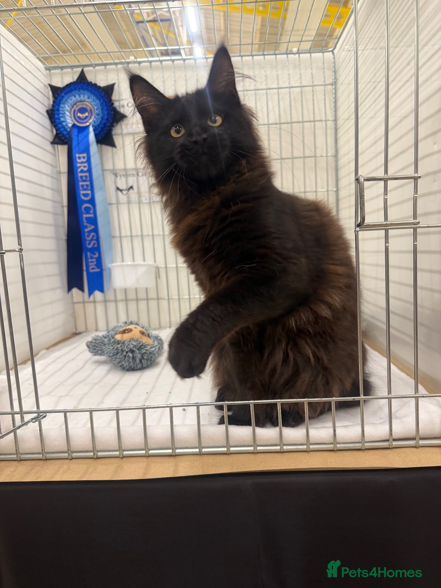Maine Coon cats SHOW QUALITY MAINE COON GIRL 🖤♥️ - Advert 1