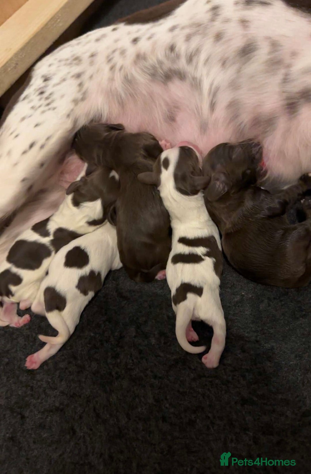 Sprocker dogs for sale: Sprocker puppies  - Advert 1