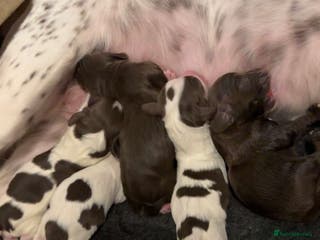 Sprocker dogs Sprocker puppies - Advert 16