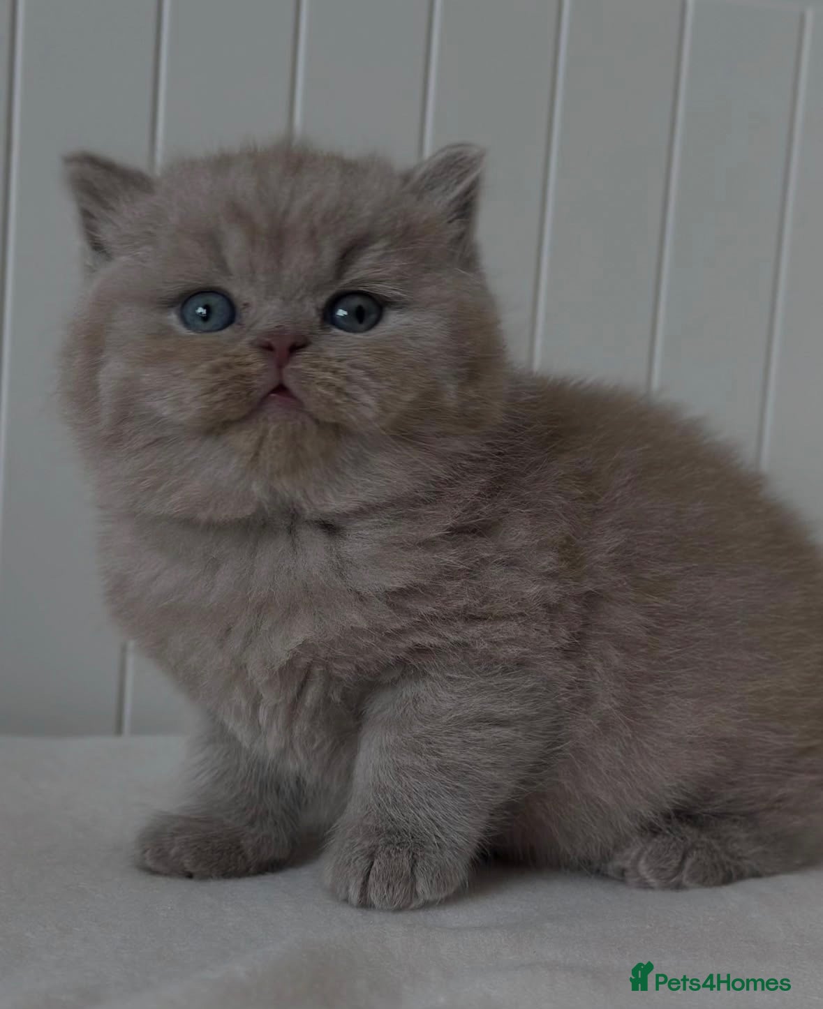 British Shorthair cats Adorable lilac/fawn British shorthair kittens - Advert 1