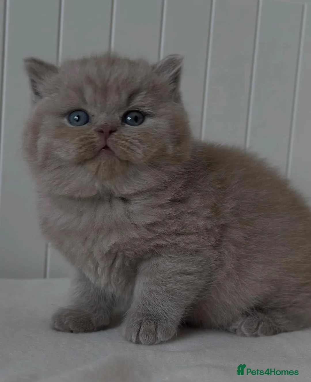 British Shorthair cats for sale: Adorable lilac/fawn British shorthair kittens - Advert 1