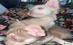 French Bulldog dogs for sale: 🐾 7 of the most Loving French Bulldogs 🐾🐶🩷 - Image 15